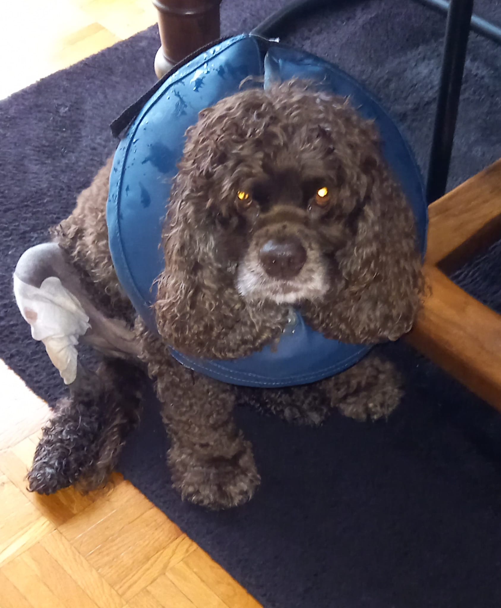 Communication animale logo